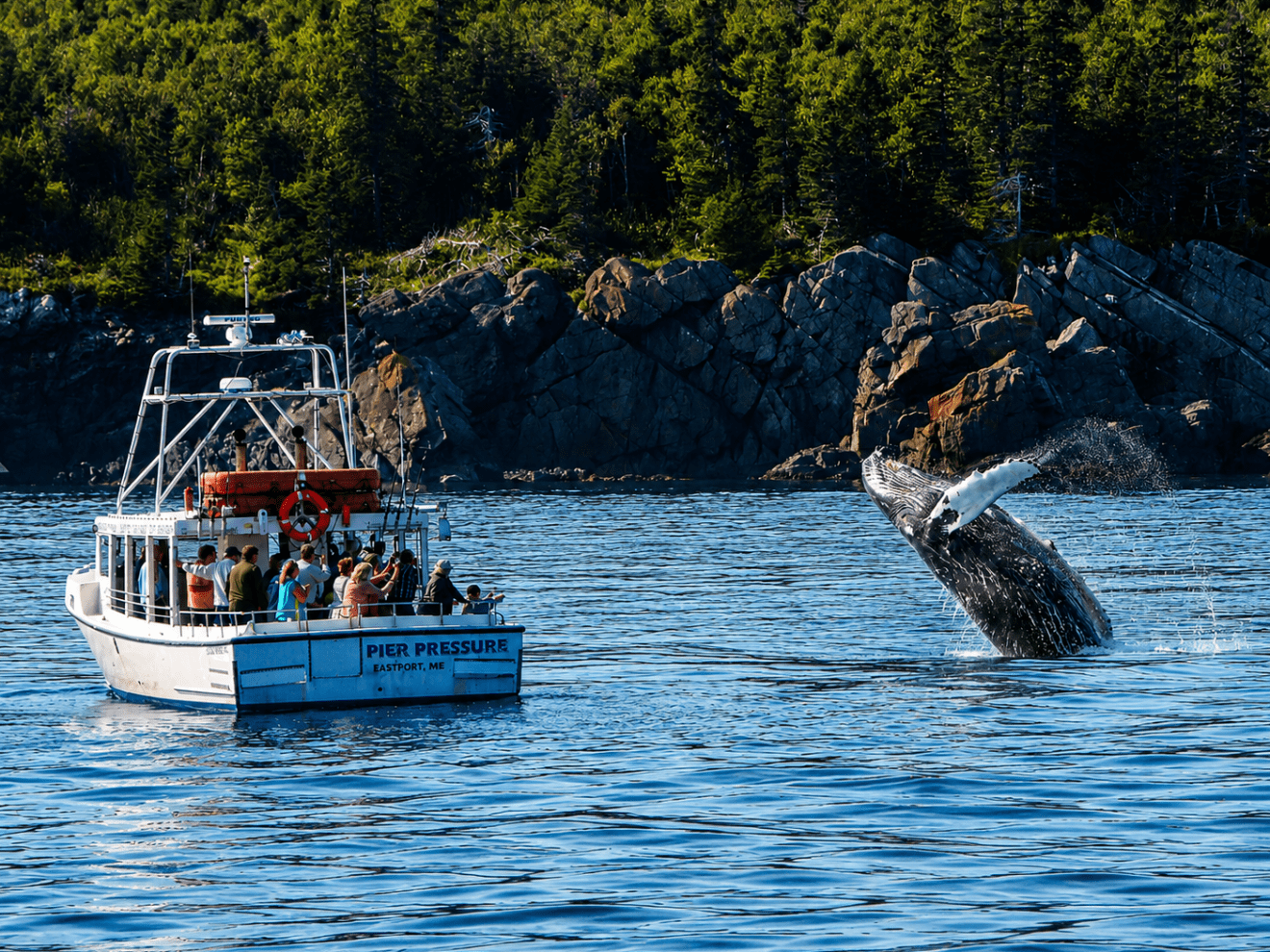Boat with tourists watches a whale breaching near rocky forested shore.