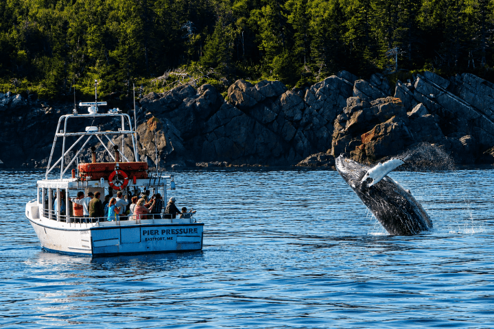 Boat with tourists watches a whale breaching near rocky forested shore.