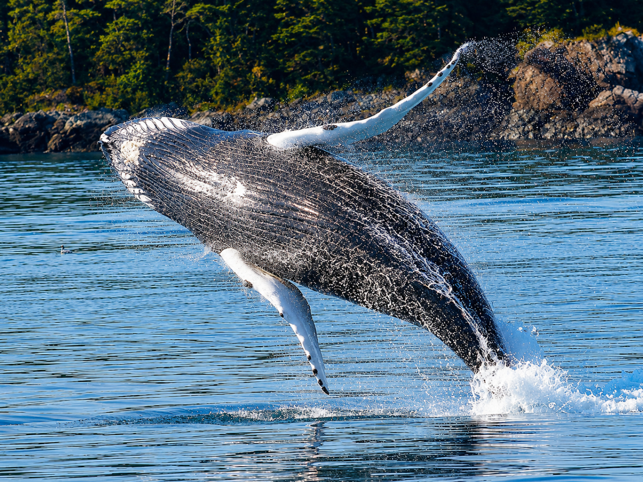 Humpback whale breaching the water near a rocky shoreline with trees.