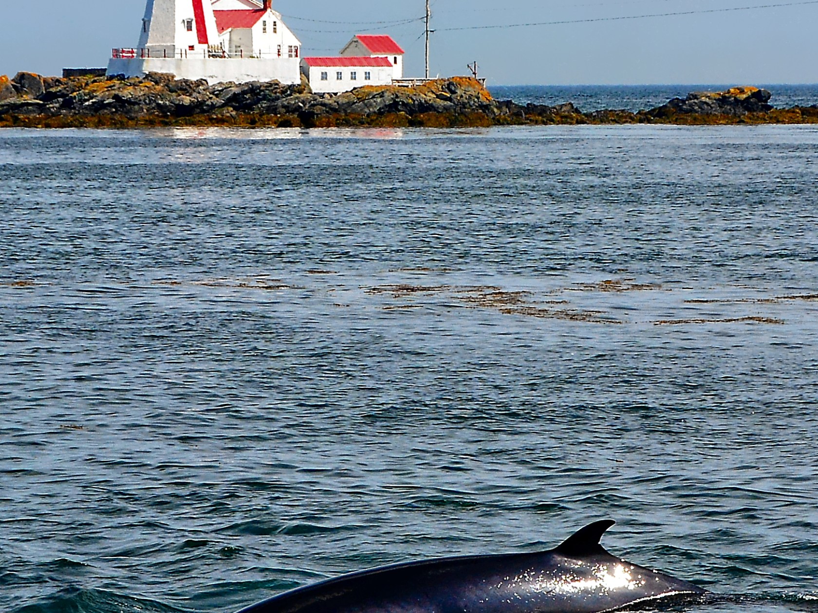 Whale swimming near a lighthouse on a rocky shore.
