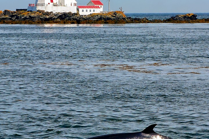 Whale swimming near a lighthouse on a rocky shore.