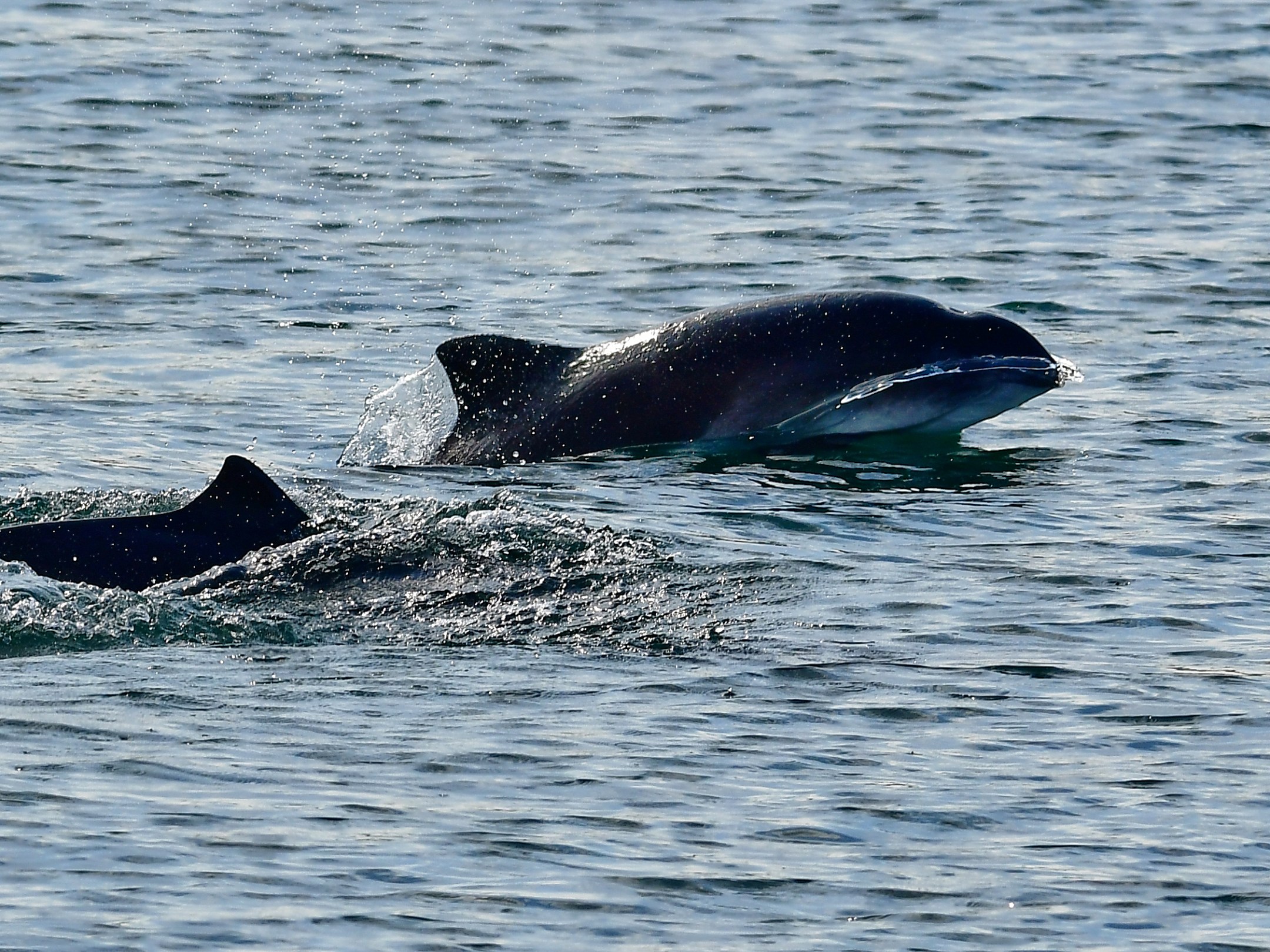 Two dolphins swimming near the water's surface.