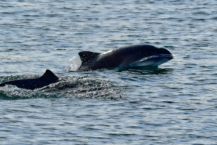 Two dolphins swimming near the water's surface.