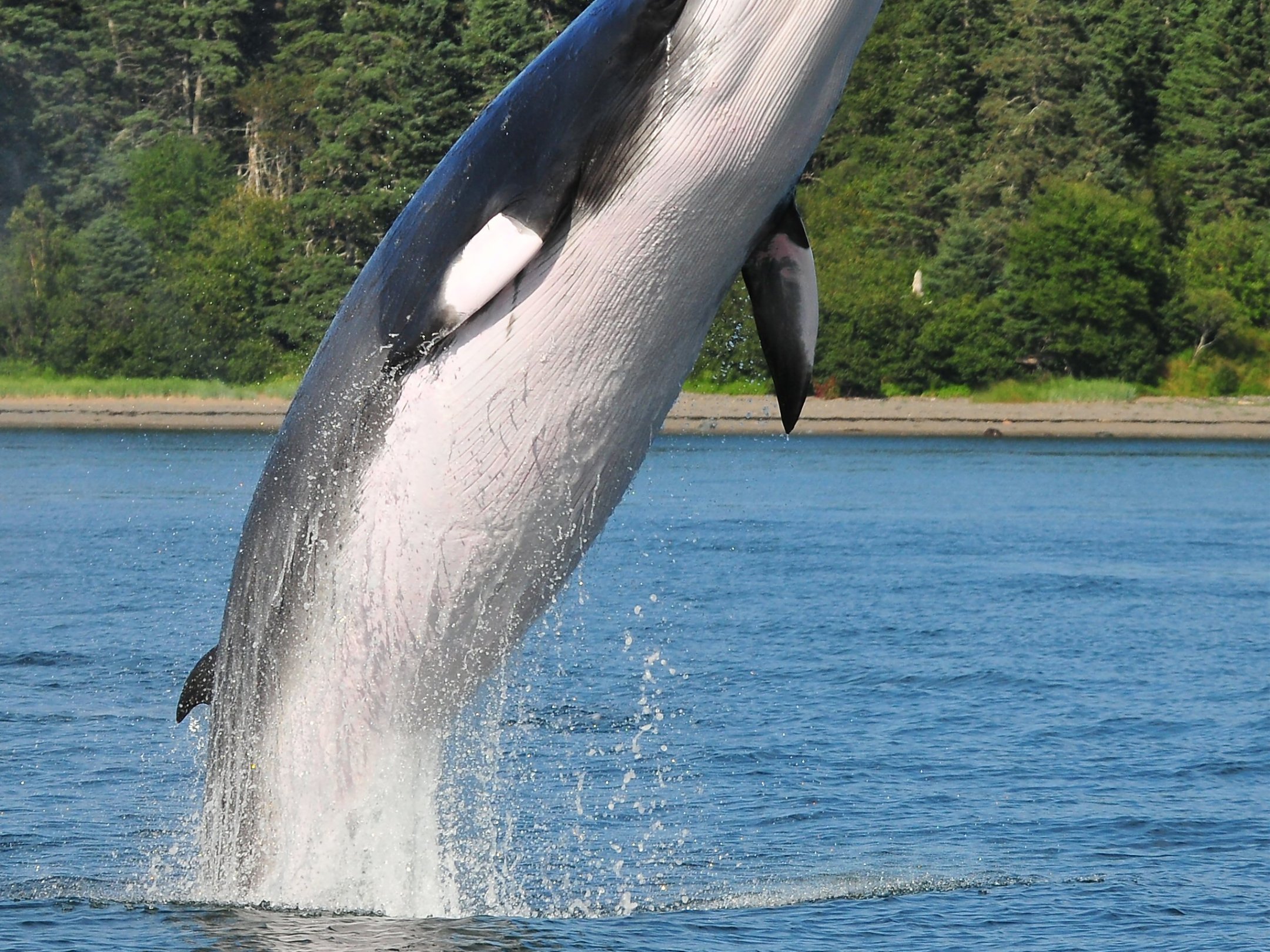 Whale breaching water near forested shoreline.