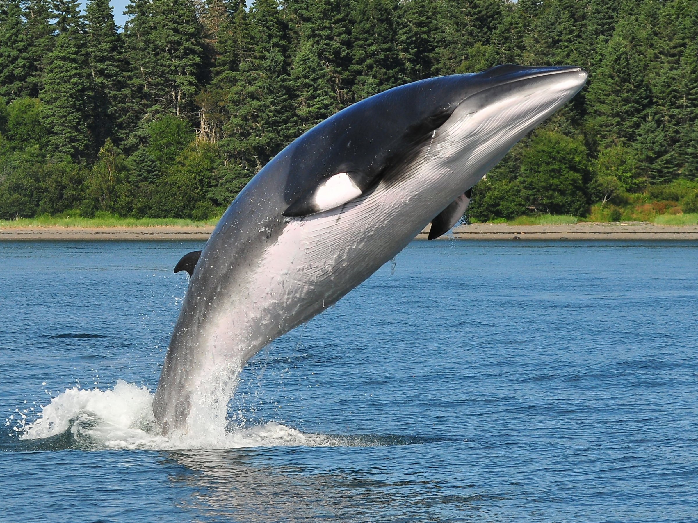 Whale breaching water near forested shoreline on a sunny day.