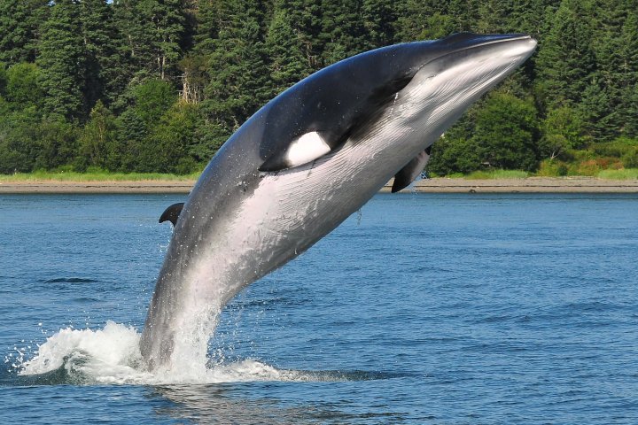 Whale breaching water near forested shoreline on a sunny day.