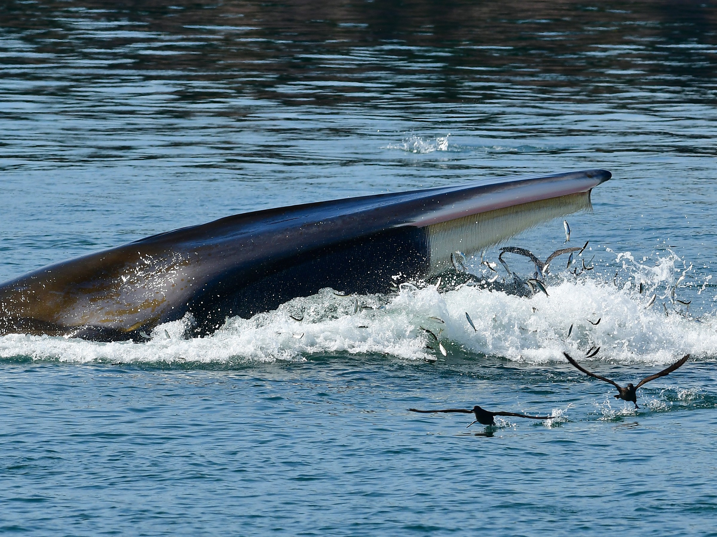 Whale surfacing with open mouth, fish leaping, and birds flying above water.