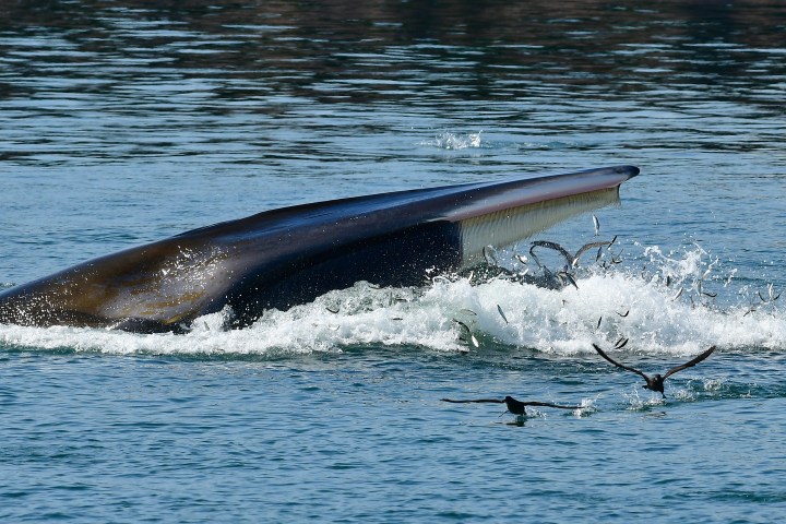 Whale surfacing with open mouth, fish leaping, and birds flying above water.
