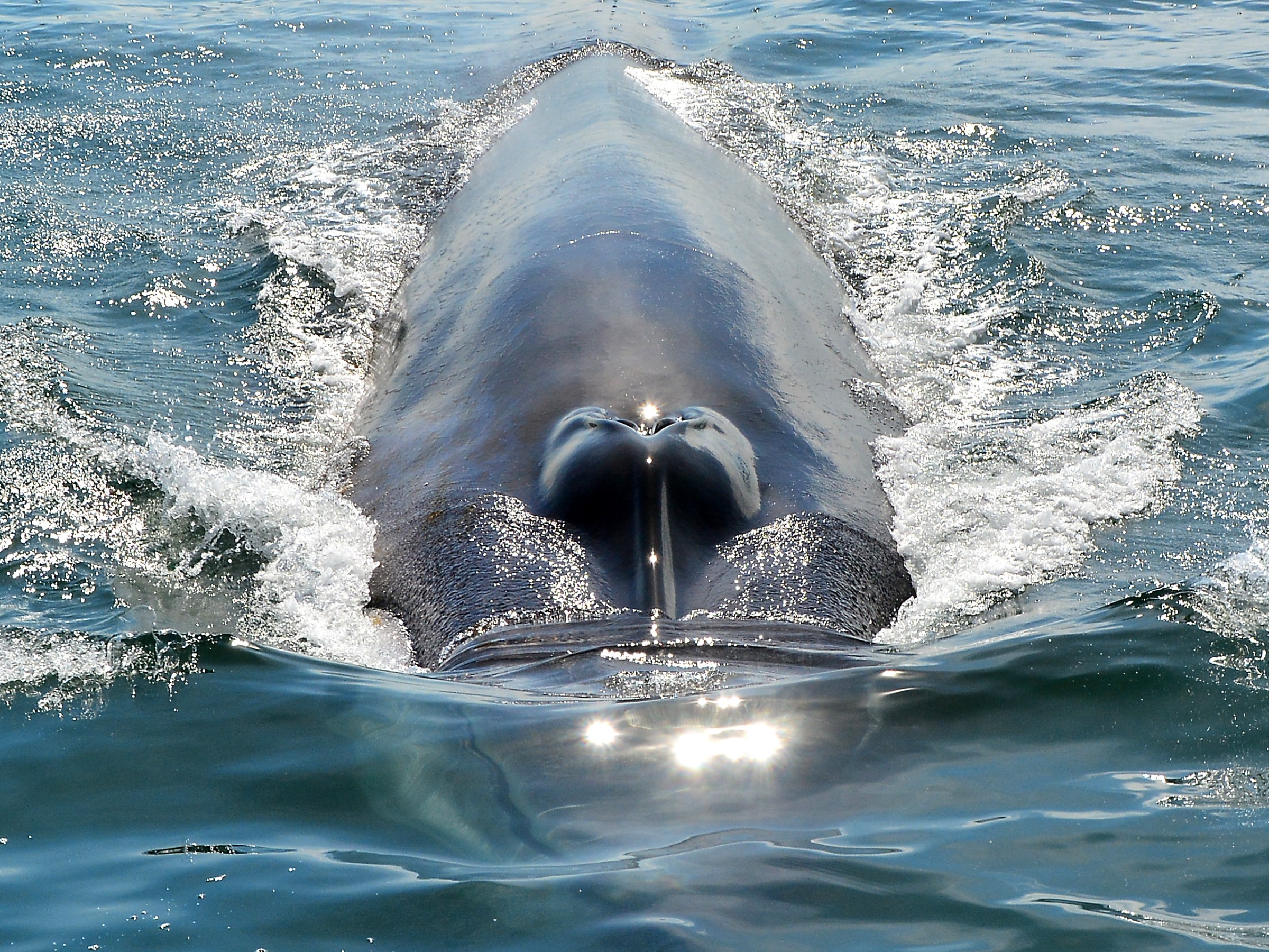 Front view of a whale's head surfacing in the ocean, water ripples around its body.