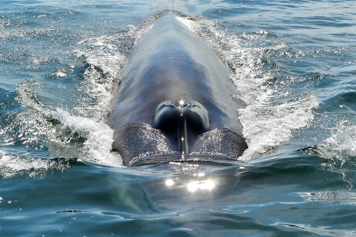 Front view of a whale's head surfacing in the ocean, water ripples around its body.
