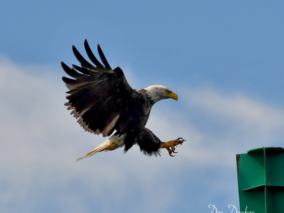 Bald eagle mid-flight with talons outstretched near a green structure.