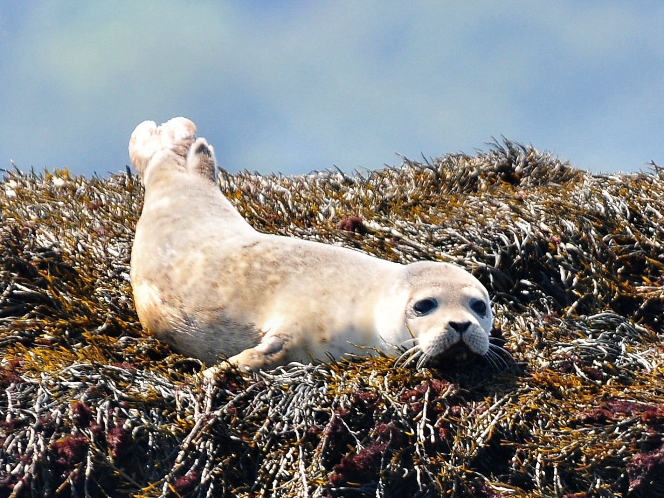 Seal resting on seaweed-covered rocks, facing the camera.