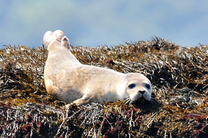 Seal resting on seaweed-covered rocks, facing the camera.