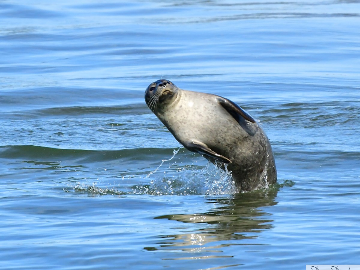 Seal playfully jumping out of the water in a lively manner.