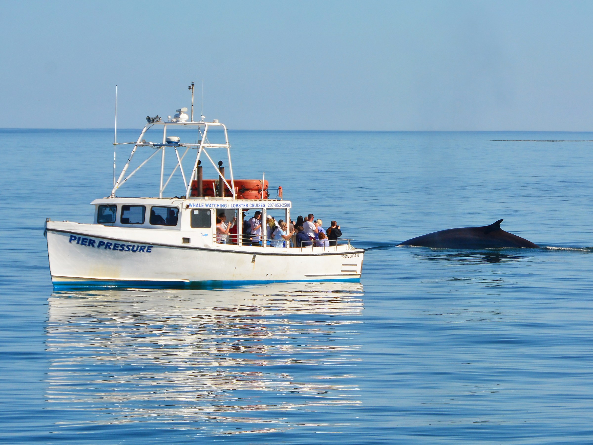 Boat with passengers near a whale in calm ocean waters.