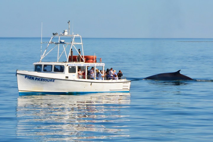 Boat with passengers near a whale in calm ocean waters.