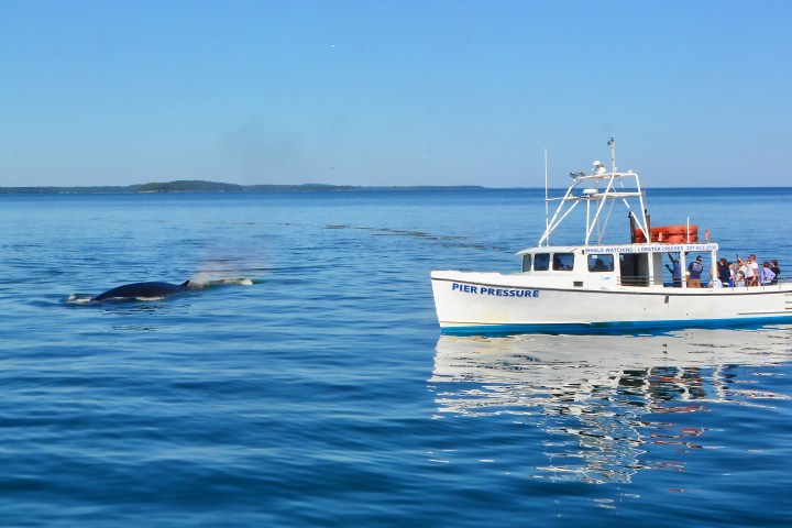Boat observing a whale surfacing in calm blue ocean.