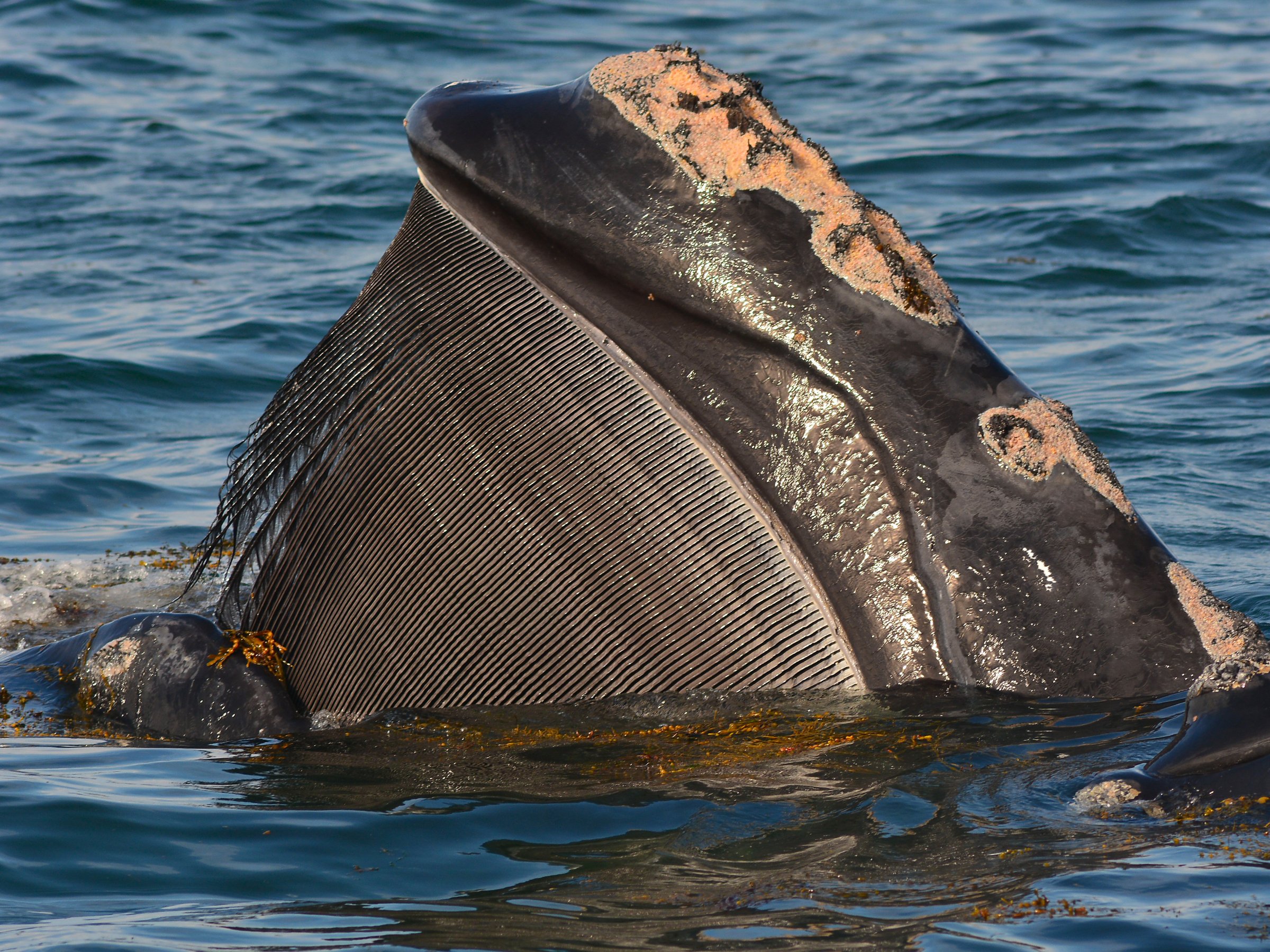 Close-up of a baleen whale's head with open mouth in the ocean.