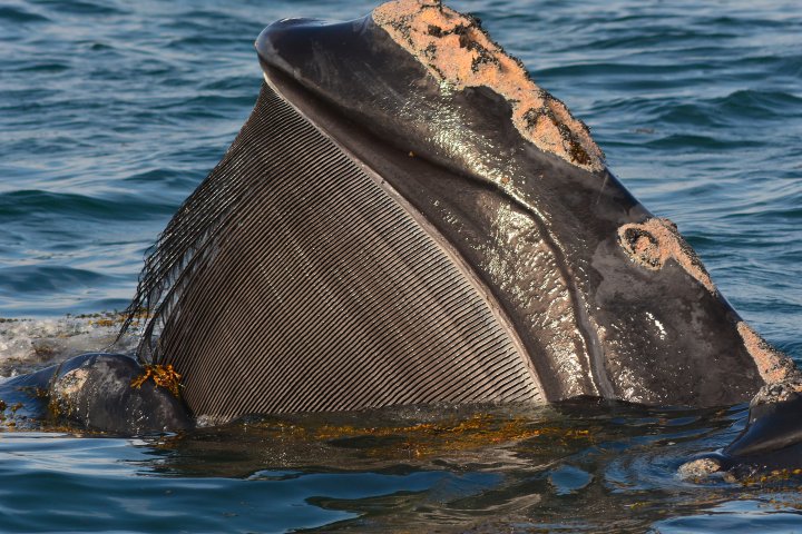 Close-up of a baleen whale's head with open mouth in the ocean.
