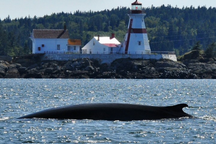 A whale in water near a lighthouse and trees on a rocky shore.