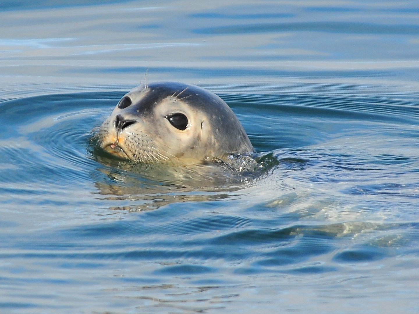 Seal's head emerging from calm blue water, gazing forward.