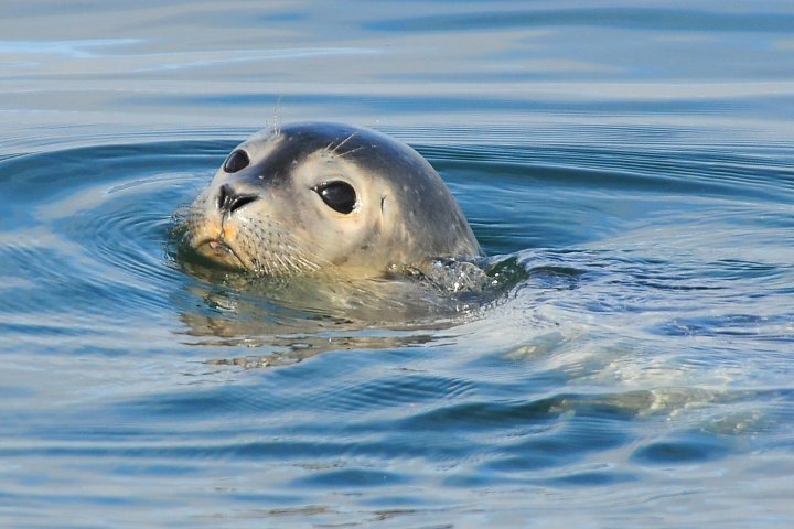 Seal's head emerging from calm blue water, gazing forward.