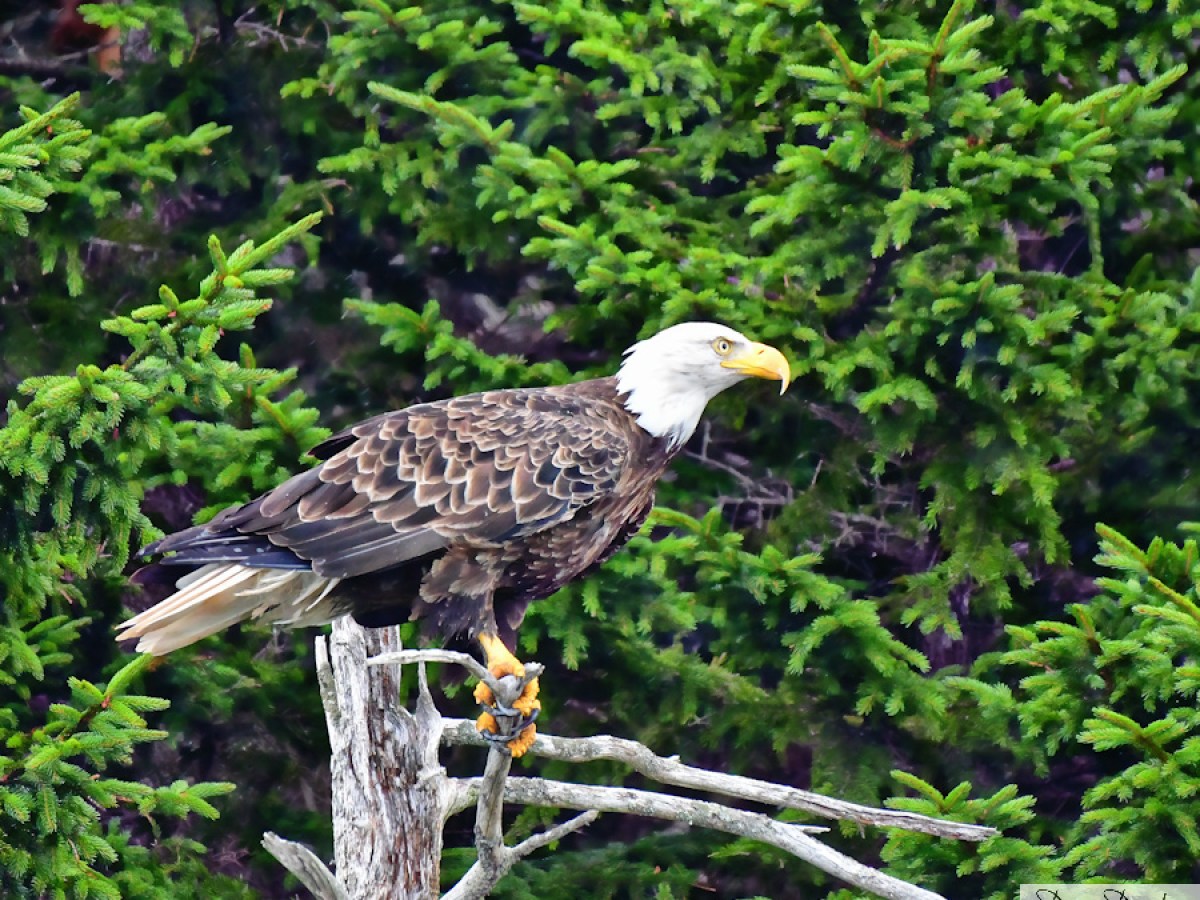 Bald eagle perched on a branch against green foliage background.
