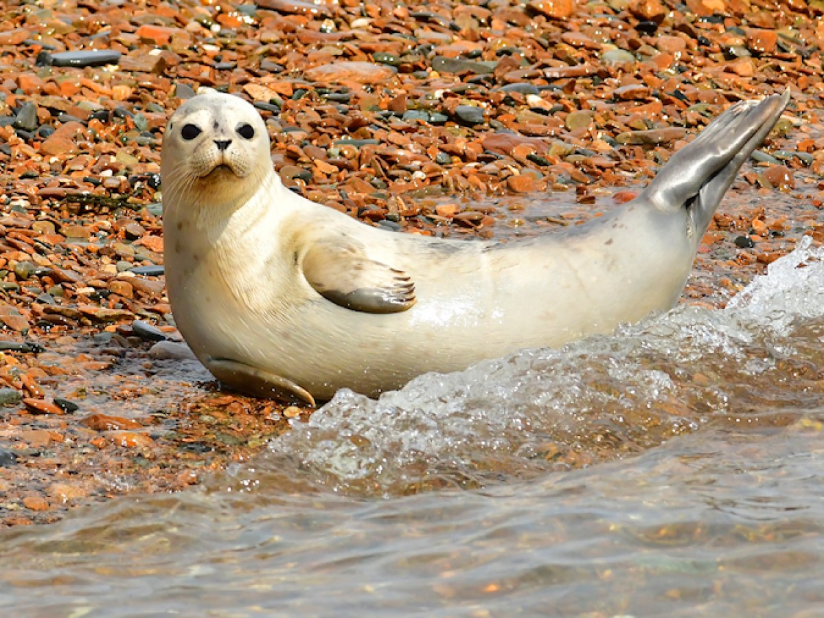 Seal lying on pebbly beach by the shore with water splashing.
