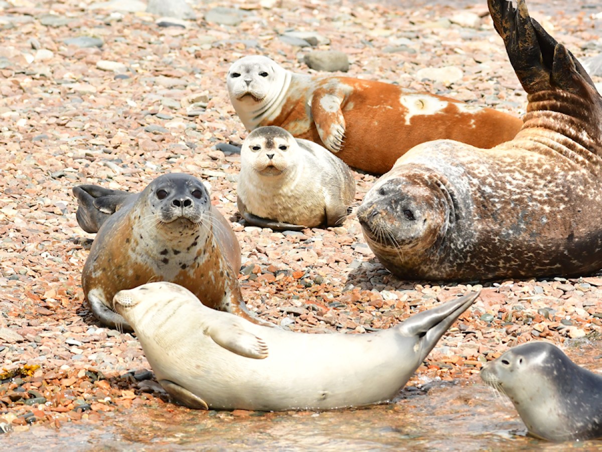 Group of seals lounging on a rocky beach.