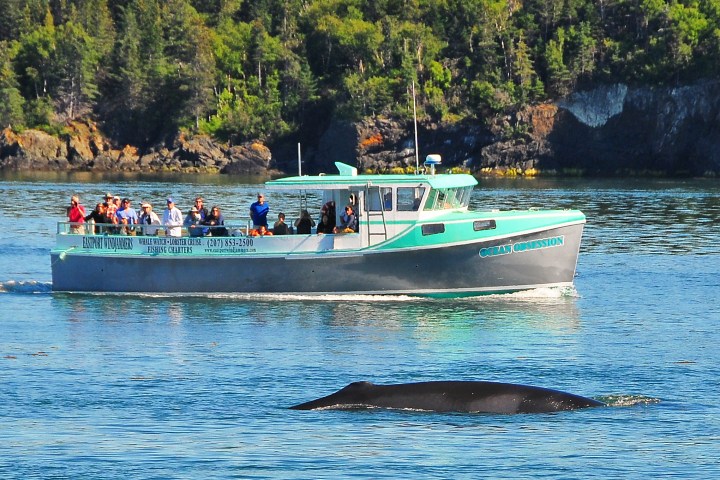 Boat near a whale in water with forested shoreline in background
