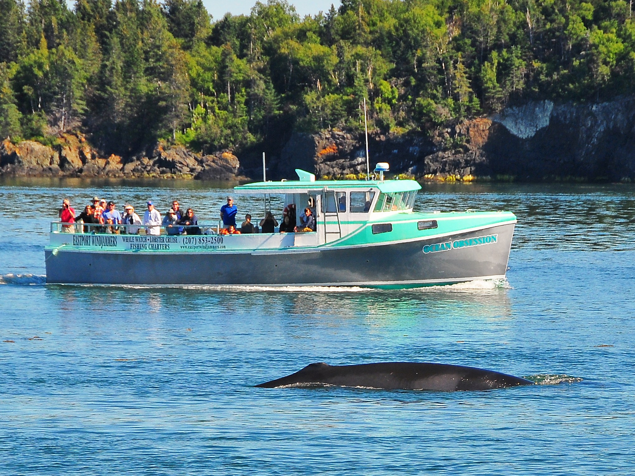 Tour boat near a whale in calm waters with a forested shoreline.