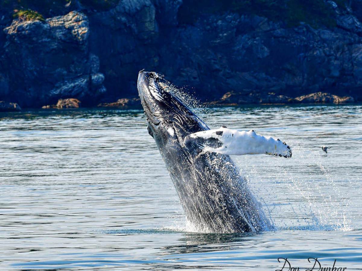 Humpback whale breaching in the ocean with rocky shore in background.