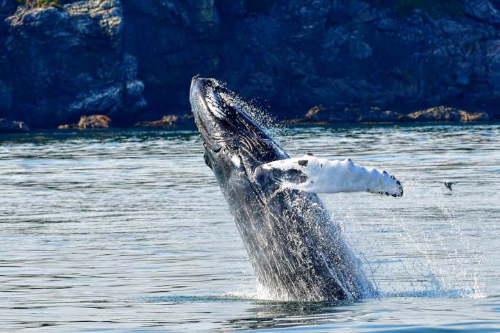 Humpback whale breaching in the ocean with rocky shore in background.