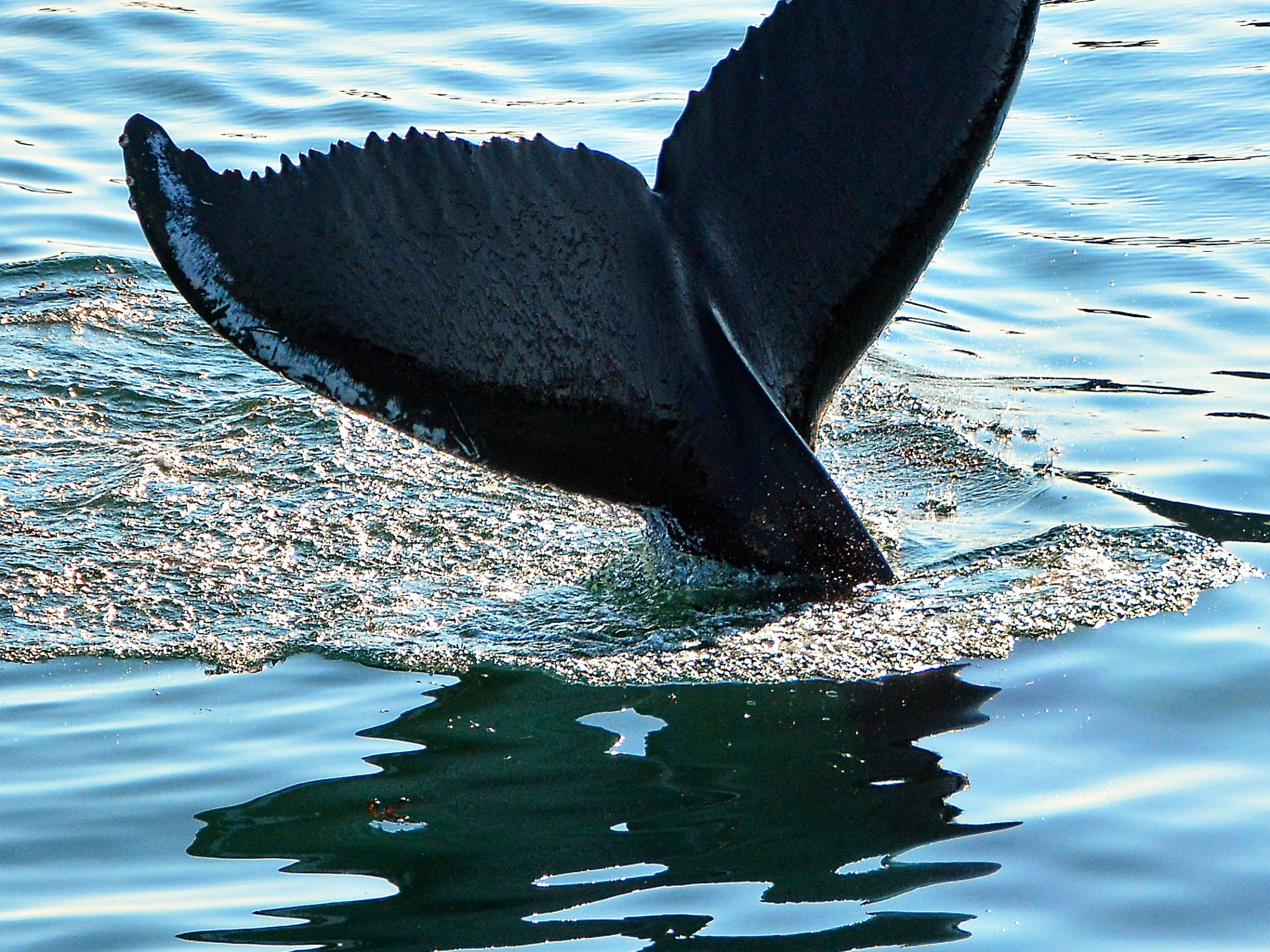 Whale tail emerging from water, creating ripples on the ocean surface.