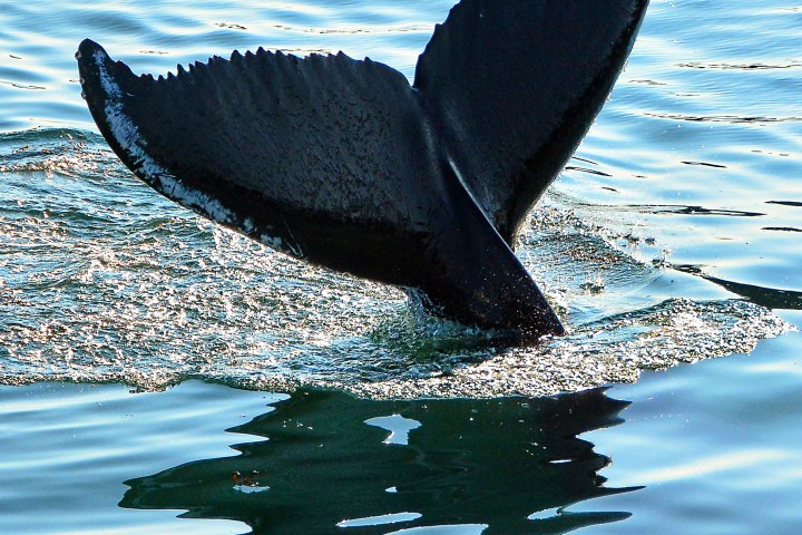 Whale tail emerging from water, creating ripples on the ocean surface.
