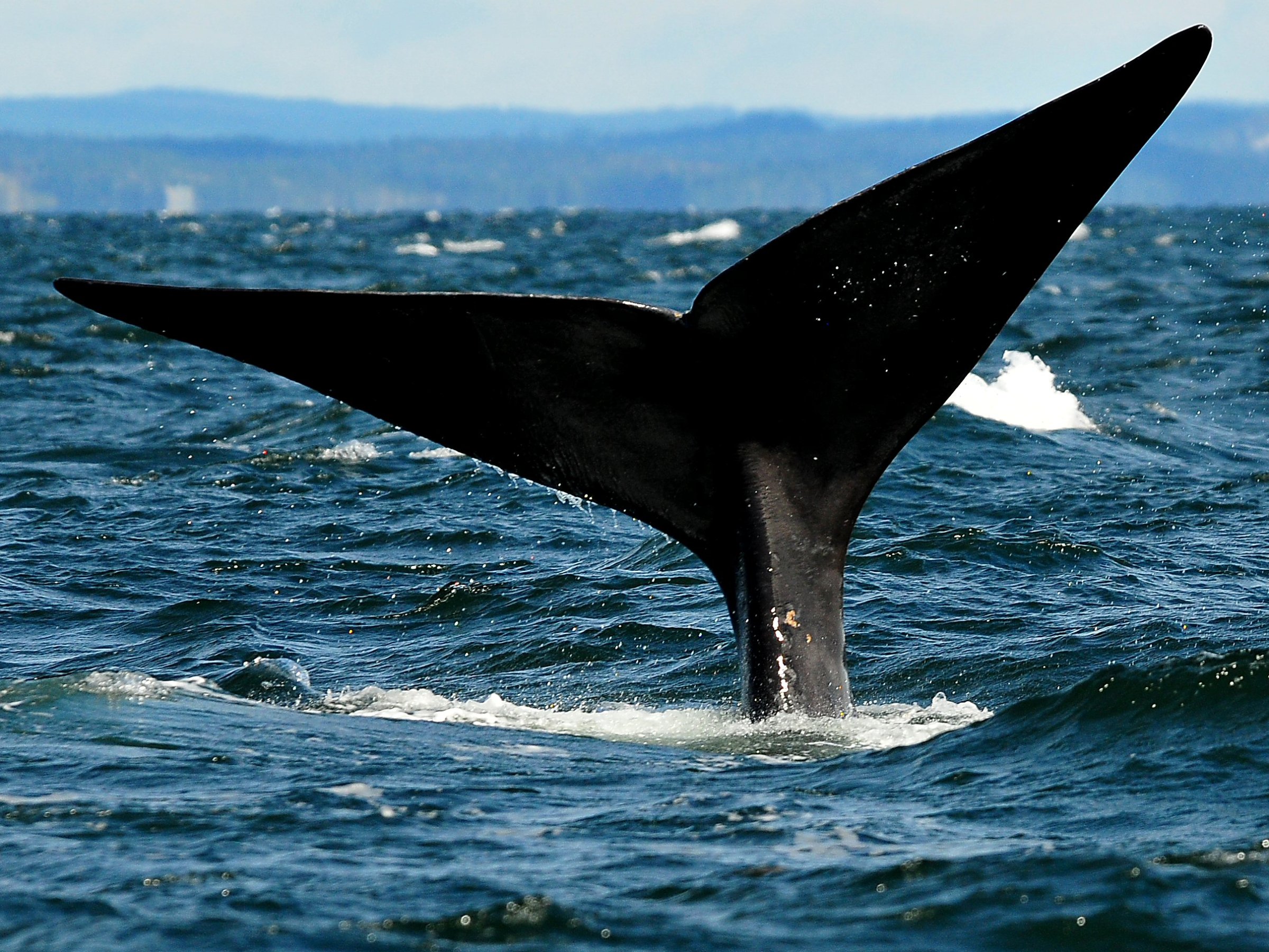 Whale tail above ocean waves with distant land visible.