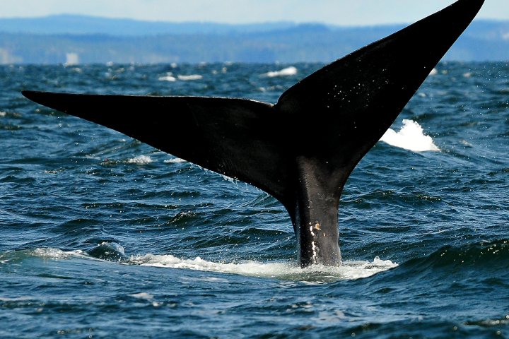 Whale tail above ocean waves with distant land visible.