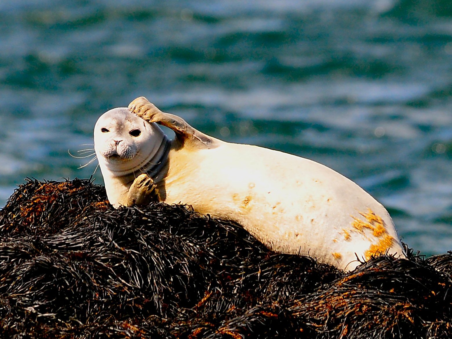 Seal lying on seaweed-covered rock by the ocean.