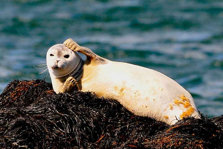 Seal lying on seaweed-covered rock by the ocean.